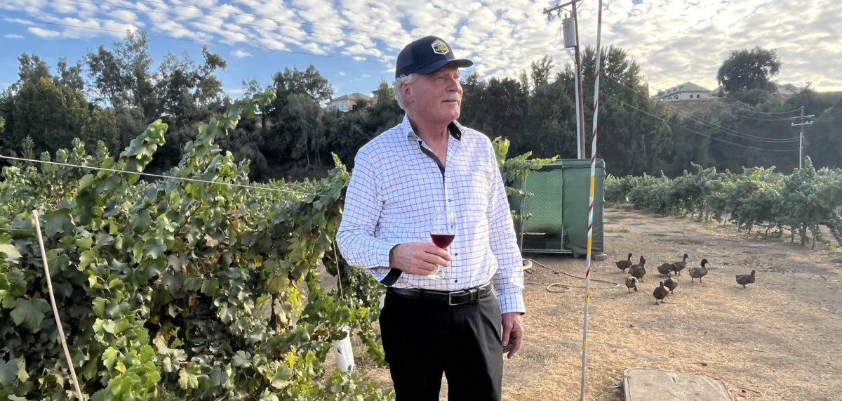 man with a wine glass in a vineyard